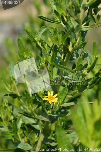 Image of Sticky fleabane