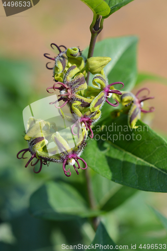Image of Silkvine