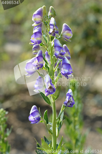 Image of Variegated monkshood