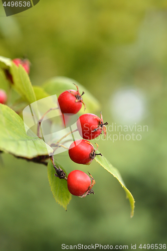 Image of Cockspur hawthorn