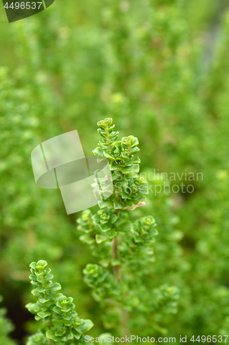 Image of Alpine mint bush