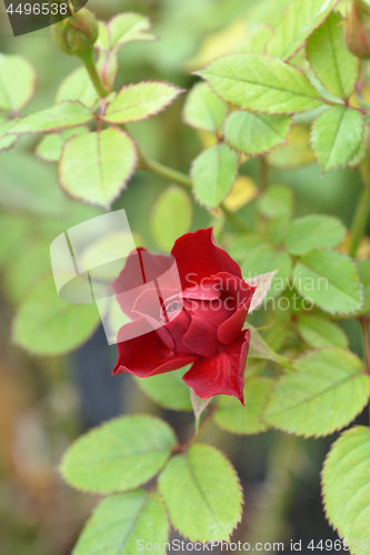 Image of Rose Royal Red