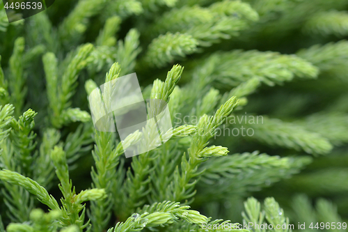 Image of Japanese cedar Globosa Nana