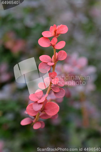 Image of Japanese barberry Red Pillar