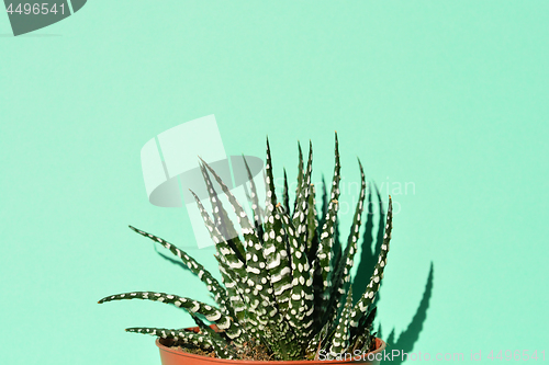 Image of Zebra haworthia