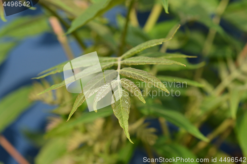 Image of Tree of heaven