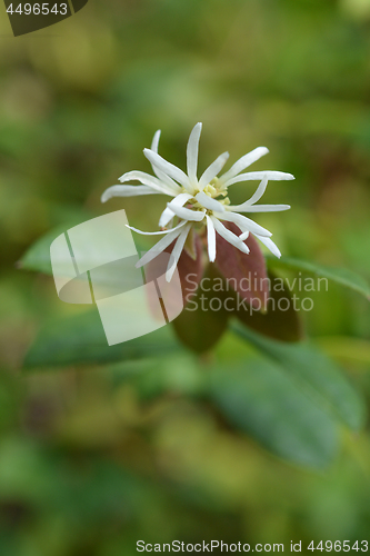 Image of Chinese fringe flower