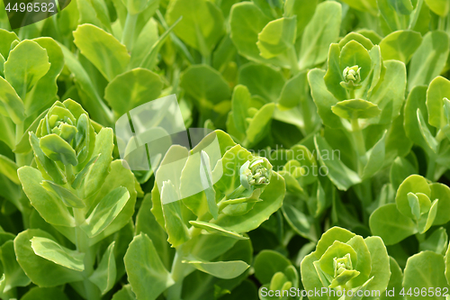 Image of Showy stonecrop