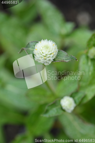 Image of Globe amaranth