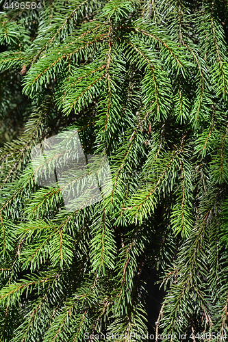 Image of Norway spruce