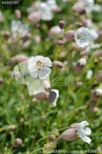 Image of Sea campion