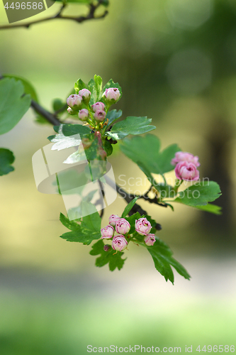 Image of Double pink hawthorn