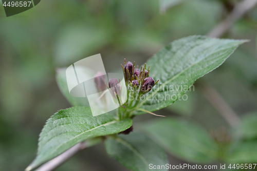 Image of Bristol Ruby Weigela