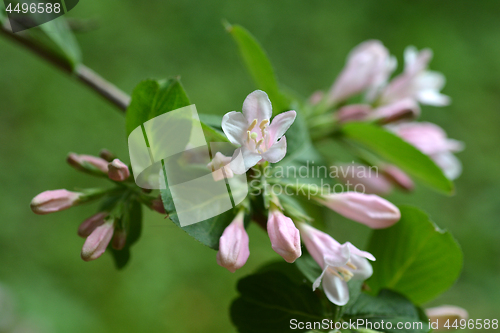 Image of Japanese weigela