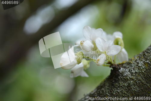 Image of White Judas tree