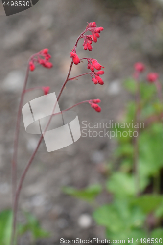 Image of Firefly Coral Bells