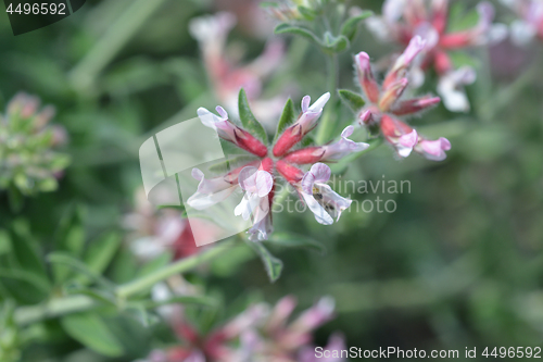 Image of Hairy canary clover