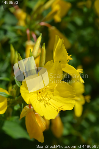 Image of Common sundrops