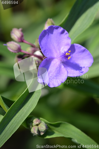 Image of Virginia spiderwort