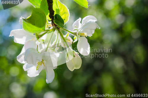 Image of Branch of blossoming apple-tree