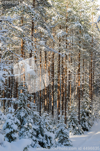 Image of Trunks of pine trees in the forest after snowfall, close-up