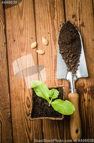 Image of Still-life with sprouts and the garden tool