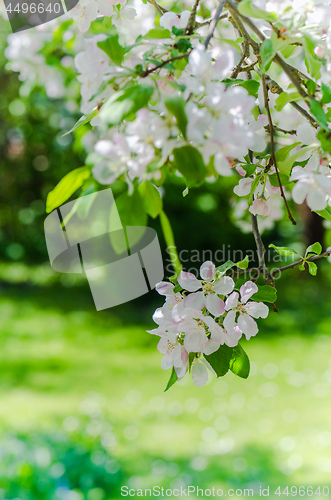 Image of Branch of blossoming apple-tree, spring