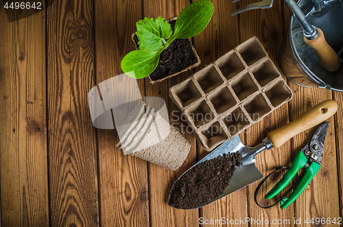 Image of Seedlings and garden tools on a wooden surface