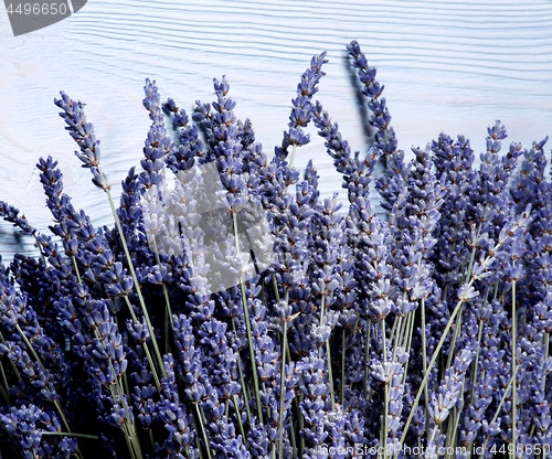 Image of Frame of Lavender Flowers