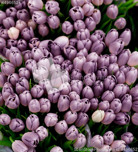 Image of Spring Violet Tulips