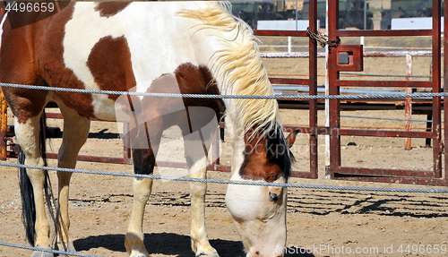 Image of Horse standing in corral.