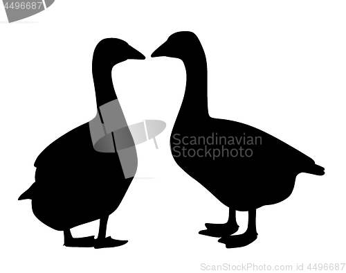 Image of Two geese couple