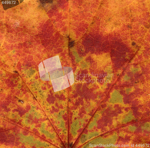 Image of vivid autumnal colors