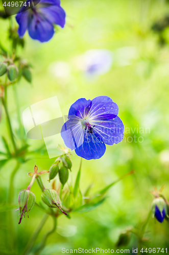 Image of Blue flowers of the field, close-up