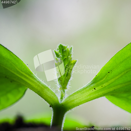 Image of Young sprouts vegetable marrow in the spring time, close-up