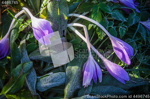 Image of  Crocuses in the frost, close-up