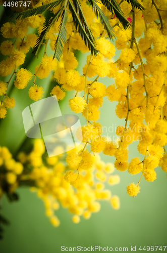 Image of Mimosa flowers, close-up