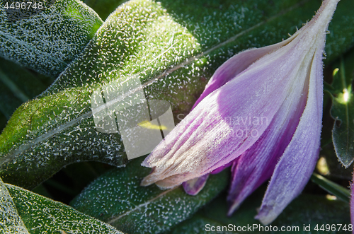 Image of  Crocuses in the frost, close-up