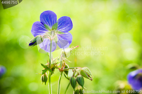 Image of Flax flowers close up on the field