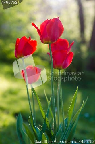 Image of Red tulips in the garden, backlight