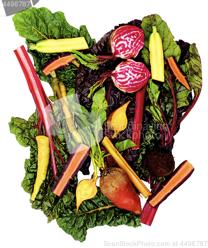 Image of Colorful Roots and Leafs