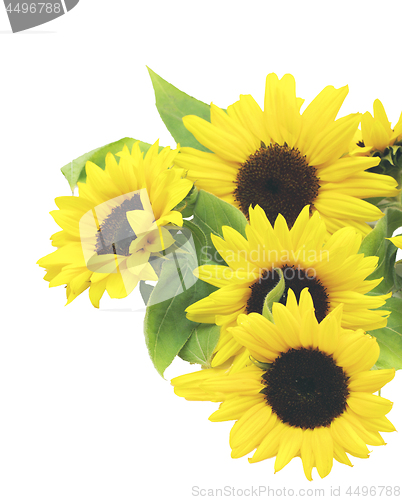 Image of Sunflowers with Leafs