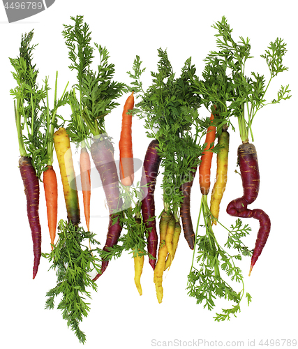 Image of Fresh Colorful Carrots