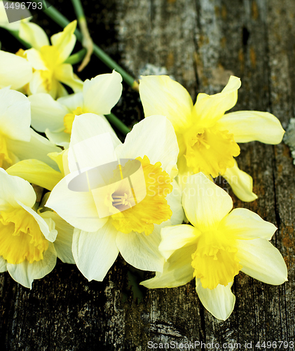 Image of Spring Yellow Daffodils 