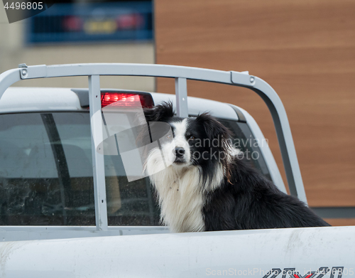 Image of Border Collie Dog in Pickup Truck