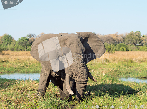 Image of African Elephant in Botswana