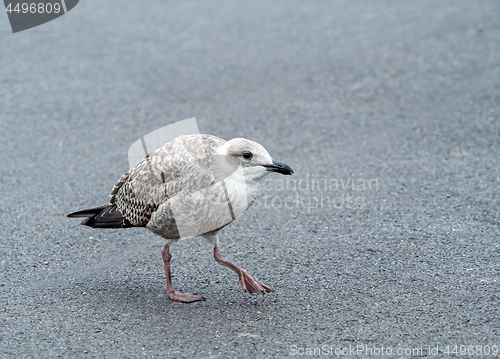 Image of Herring Gull Juvenile