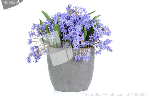 Image of Fresh bluebell flowers isolated on white background