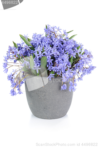 Image of Fresh bluebell flowers isolated on white background