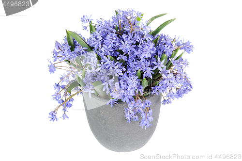 Image of Fresh bluebell flowers isolated on white background